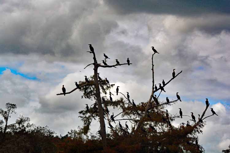 cormorants in tree